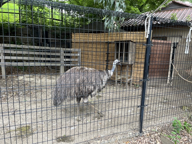 キャンベルタウン野鳥の森のエミュー