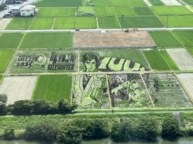 越谷田んぼアート2025年7月上旬の様子
