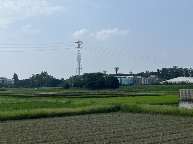 地上から見た田んぼアート